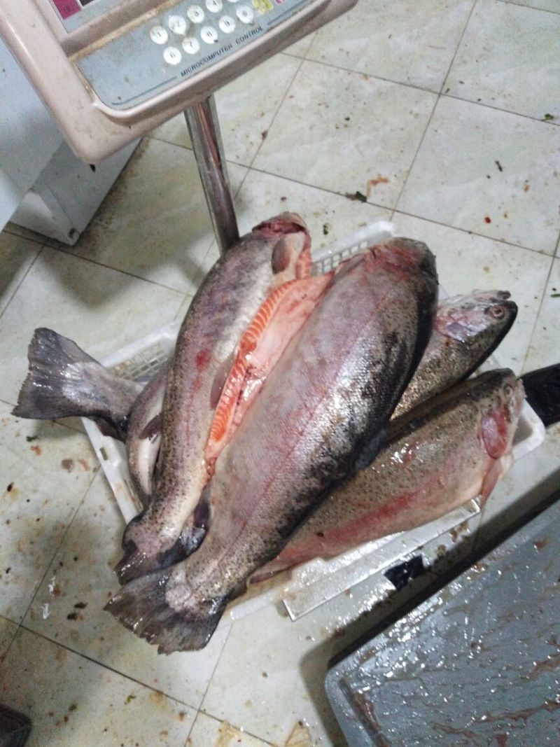虹鳟鱼食用冰鲜鱼