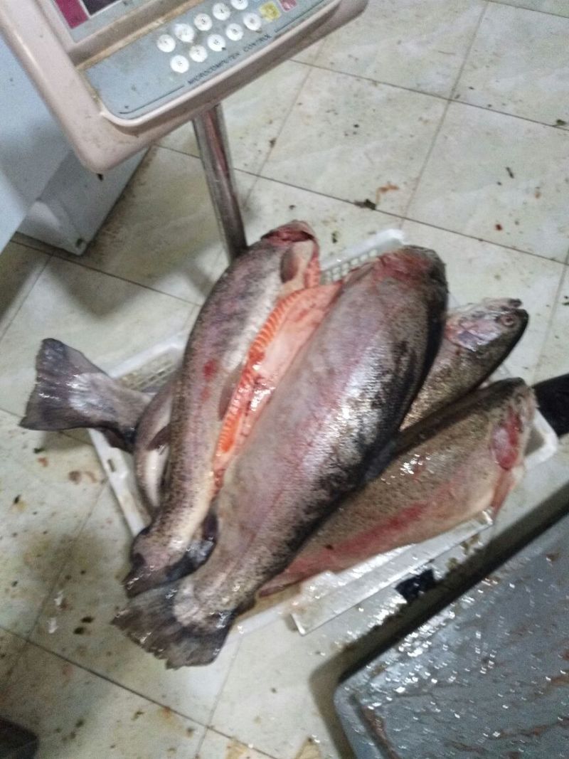 虹鳟鱼食用冰鲜鱼