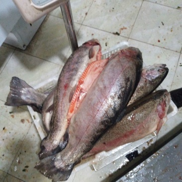 虹鳟鱼食用冰鲜鱼