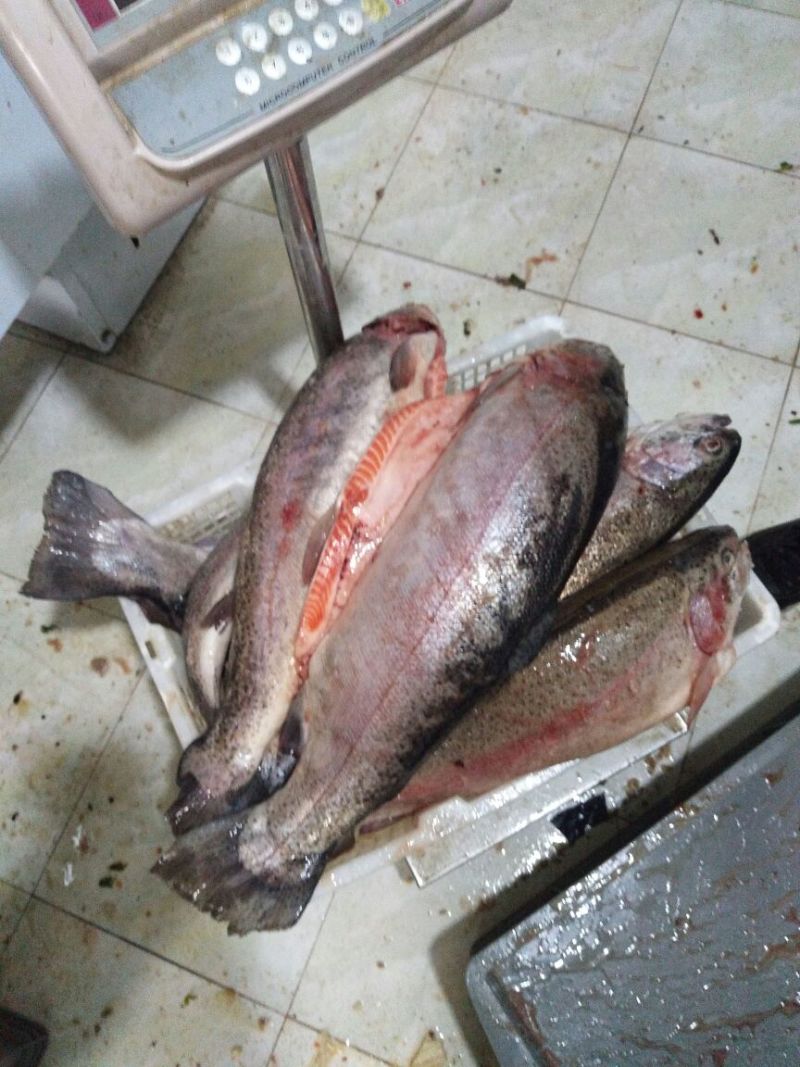 虹鳟鱼食用冰鲜鱼