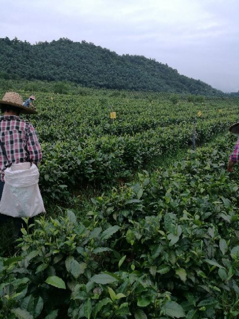 茶树苗，英九茶苗，鸿雁十二号苗，英州一号苗