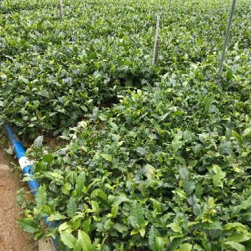 茶树苗，英九茶苗，鸿雁十二号苗，英州一号苗