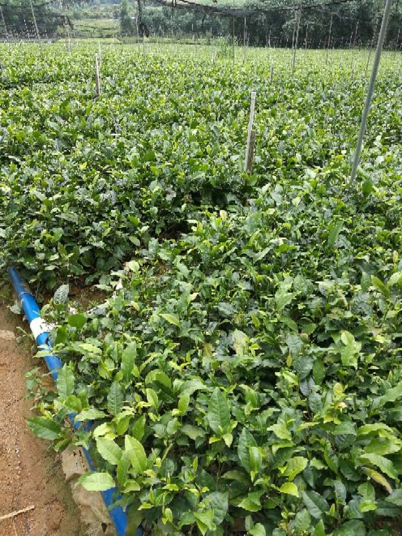 茶树苗，英九茶苗，鸿雁十二号苗，英州一号苗