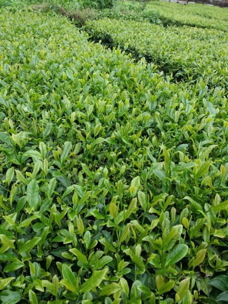 茶树苗，英九茶苗，鸿雁十二号苗，英州一号苗