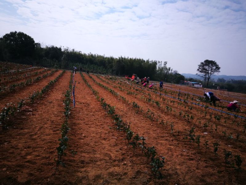 茶树苗，英九茶苗，鸿雁十二号苗，英州一号苗