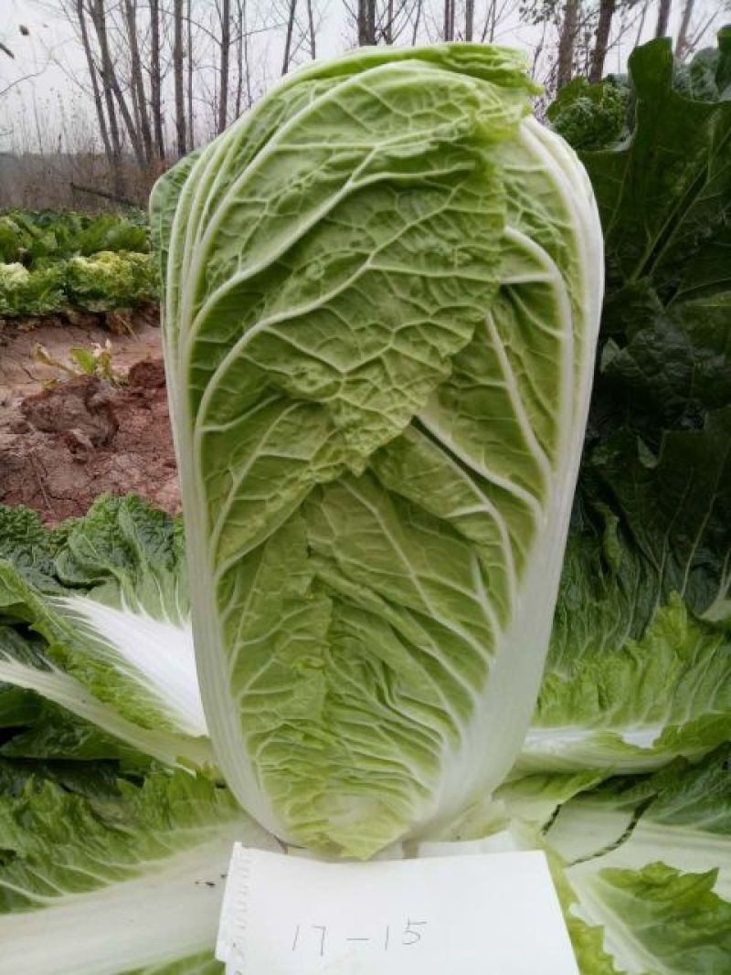大白菜种子