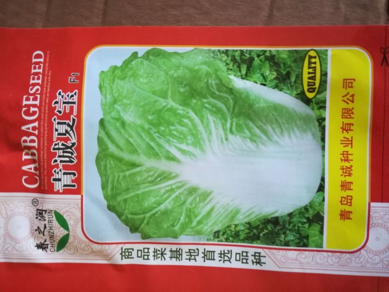 大白菜种子