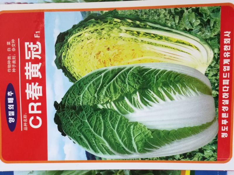 大白菜种子