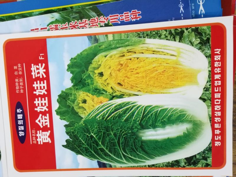 大白菜种子