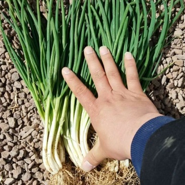 香葱小葱35~40cm