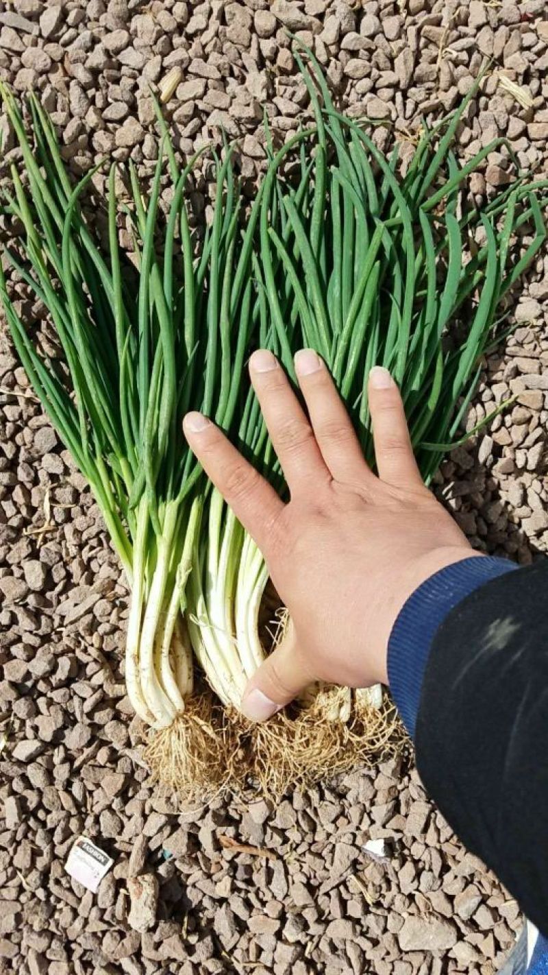 香葱小葱35~40cm