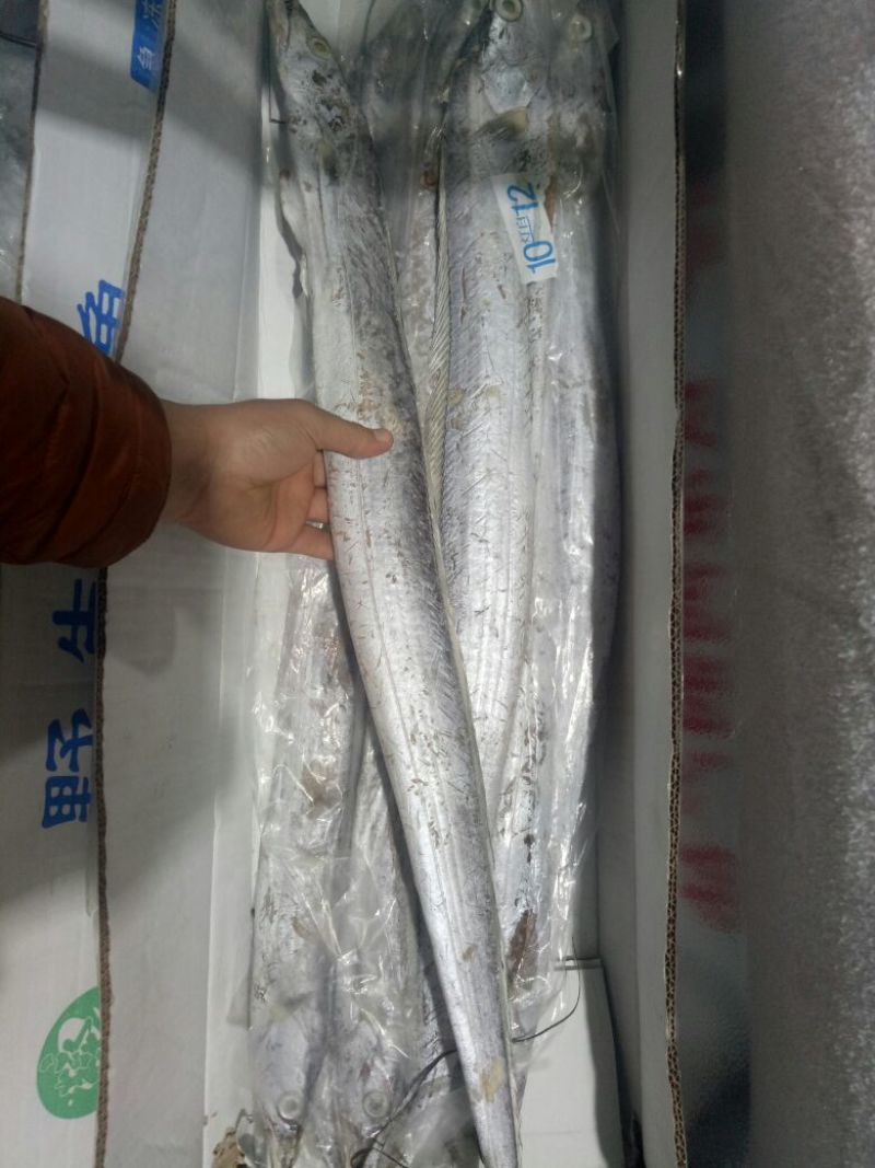 刀鱼食用冻鱼