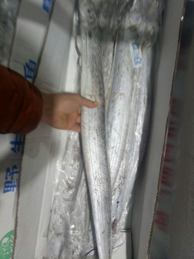 刀鱼食用冻鱼
