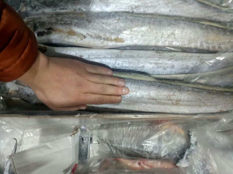 刀鱼食用冻鱼