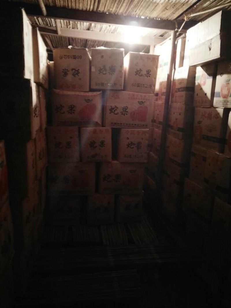 红富士苹果85mm以上膜袋