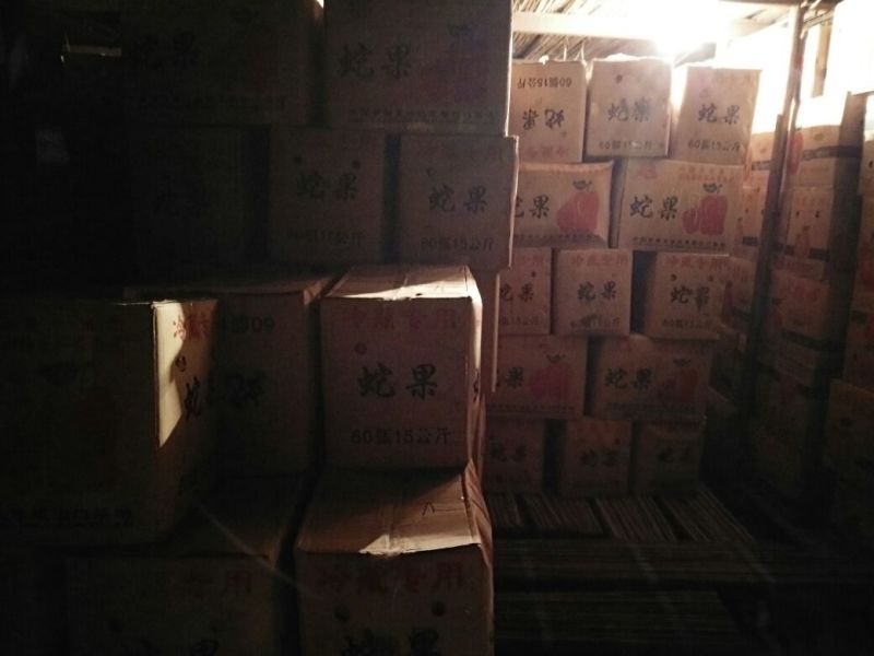 红富士苹果85mm以上膜袋