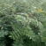 大红袍花椒苗0.5~1年