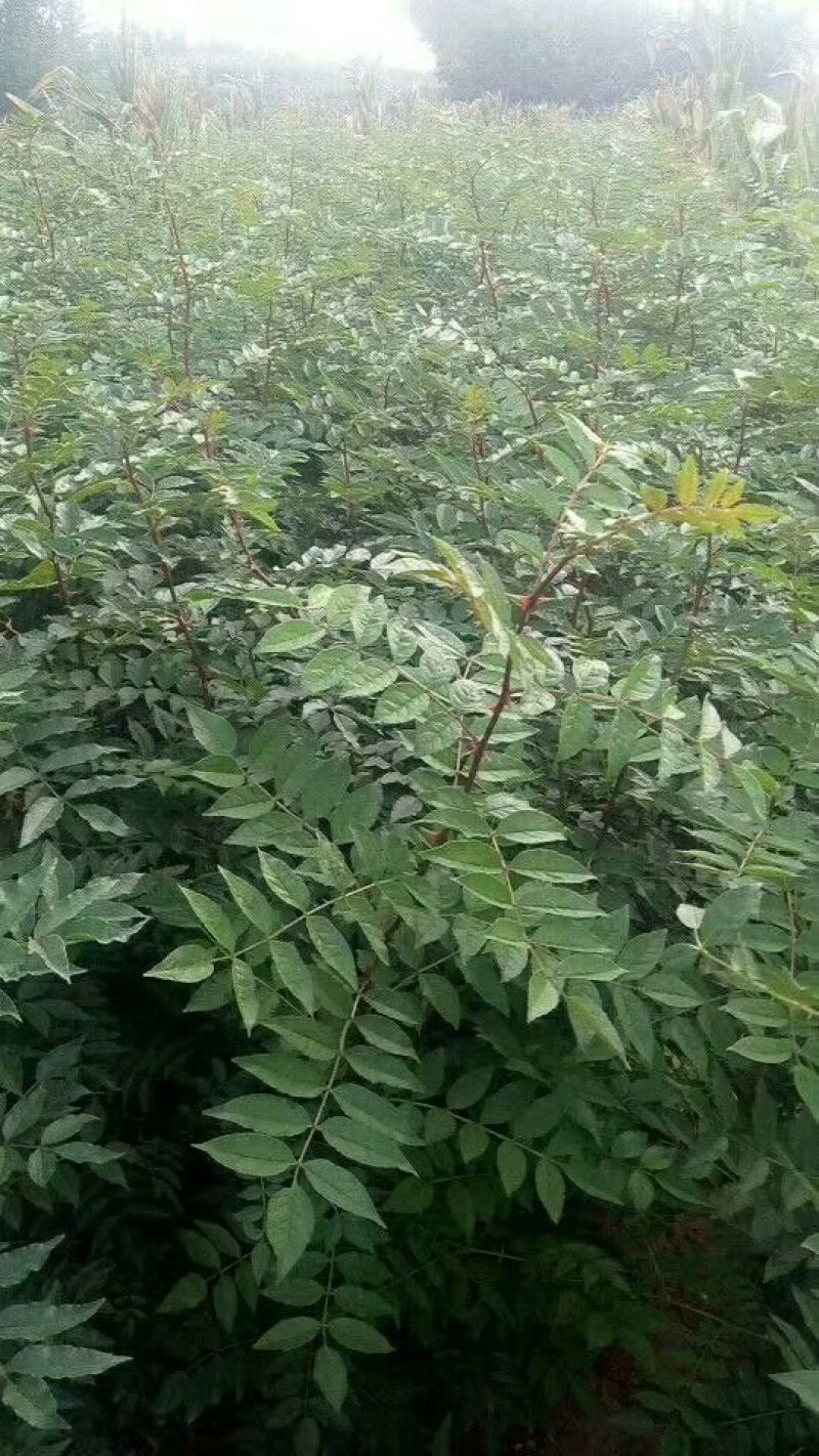 大红袍花椒苗0.5~1年