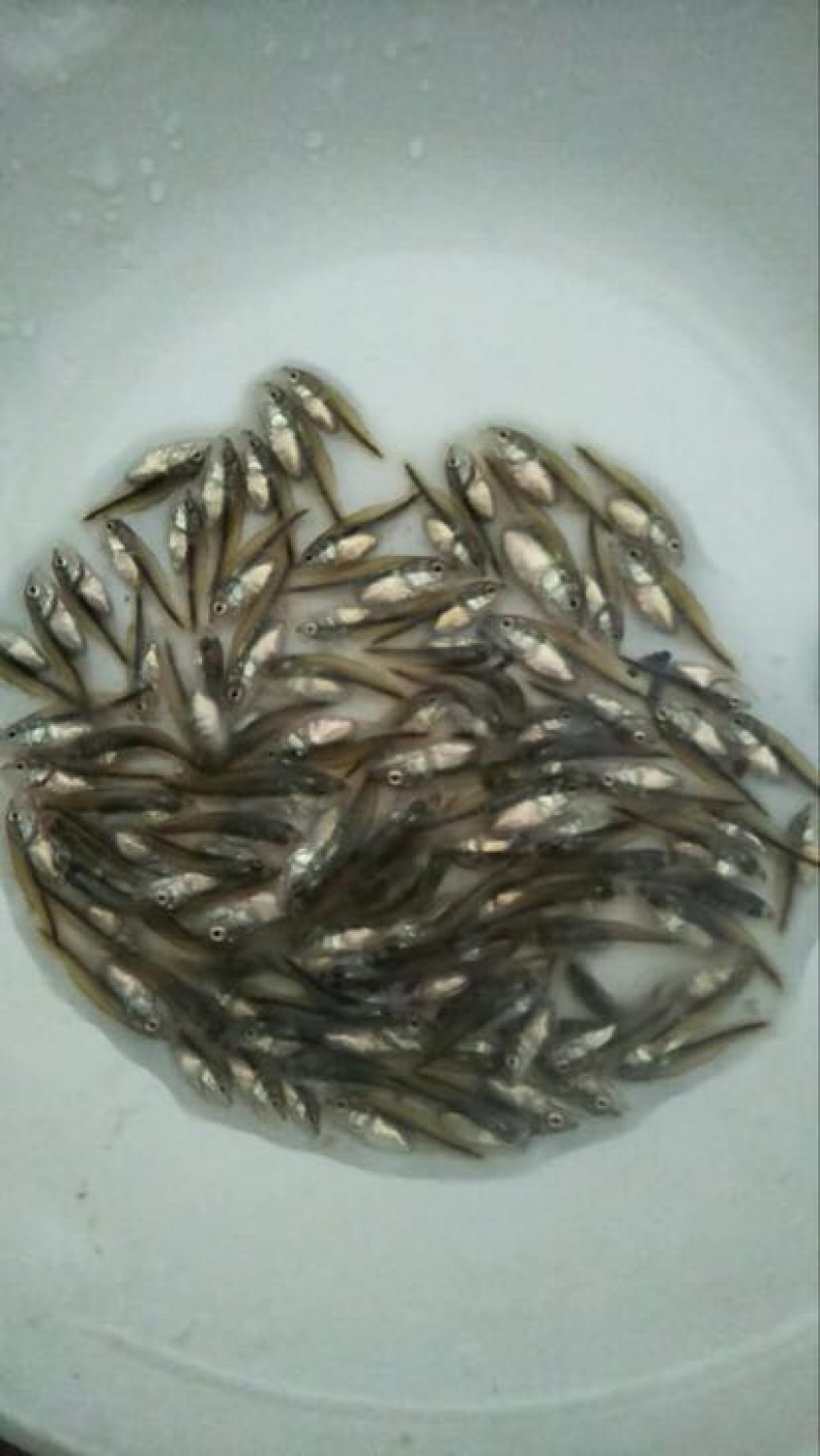 加州鲈鱼苗