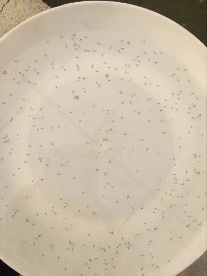 加州鲈鱼苗