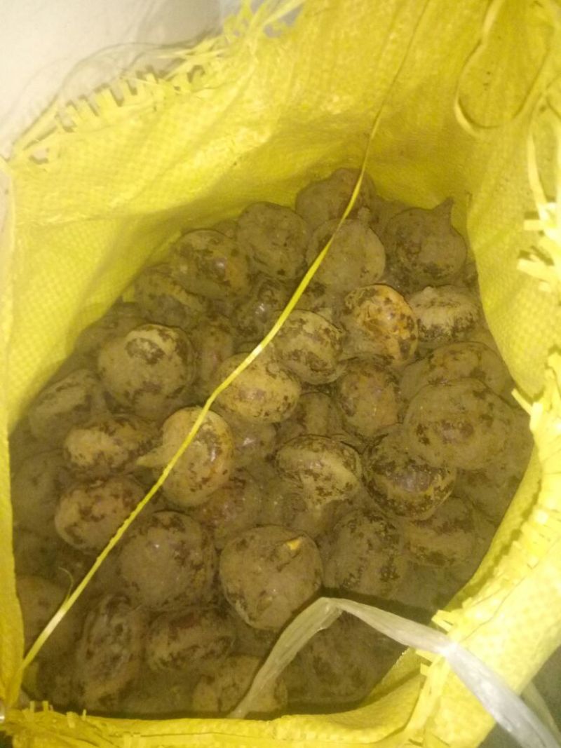乐昌马蹄，正宗水果马蹄