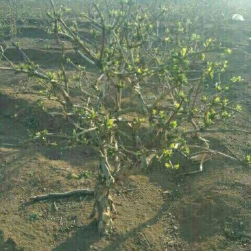 金银花1米以下
