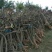 枸杞树4~6cm4~6cm0.5~1m
