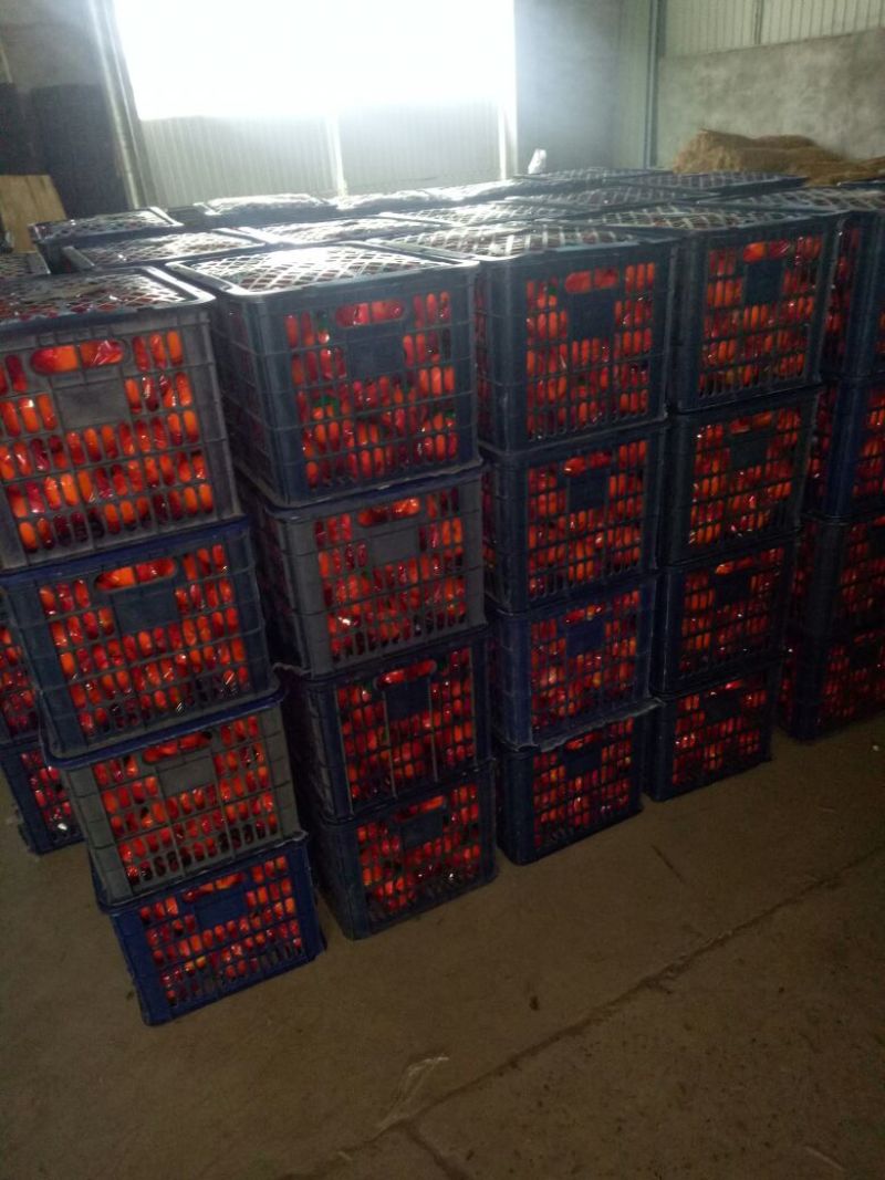 塔罗科血橙，一手货源，产地直销，量大从优。