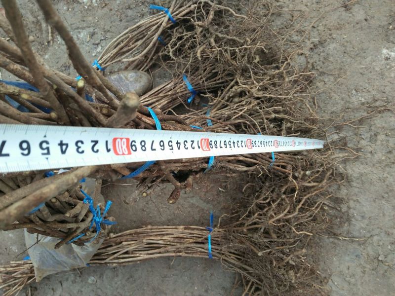 优质改良无籽抗病紫果1号、花果2号、麻果3号八月瓜苗
