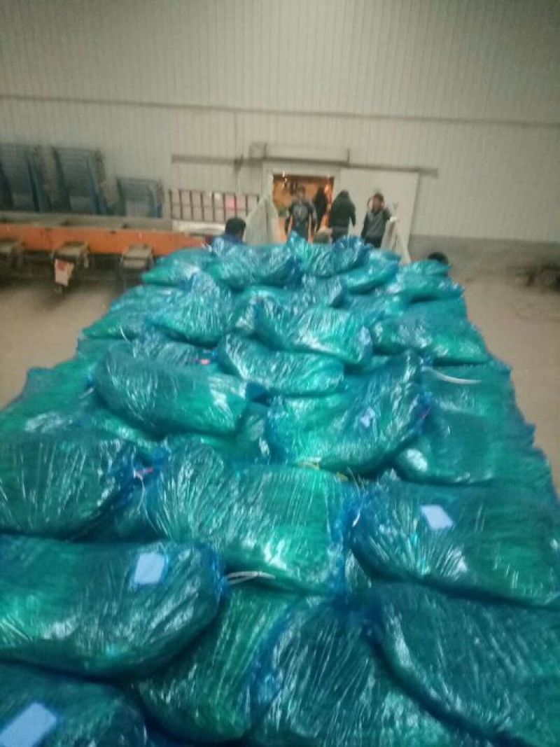 金乡红帽优质手拔苔、苔条鲜蒜薹长60-70公分