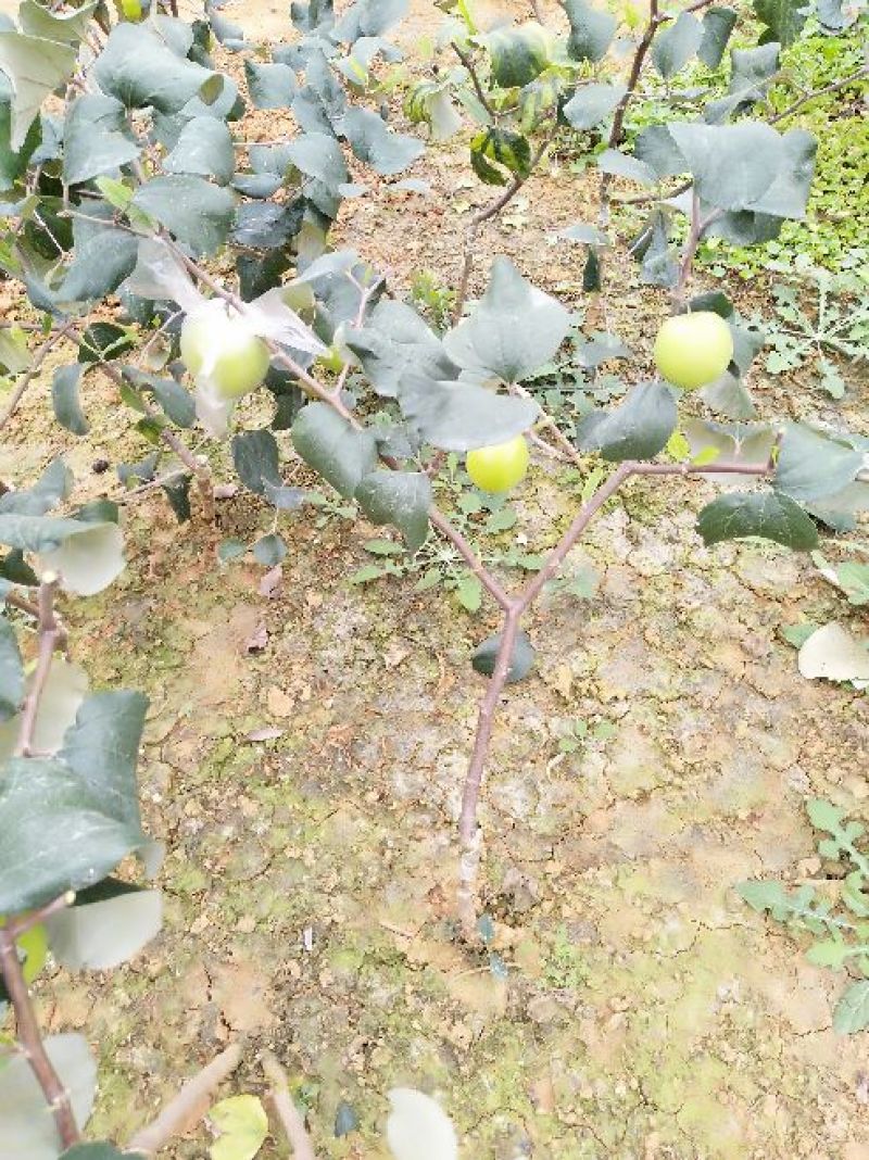 台湾大青枣苗现挖现发苗圃直供可视频看货80~110cm