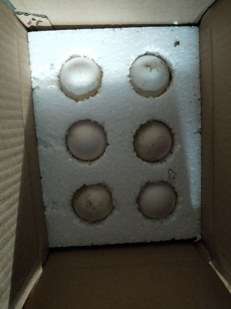 【鹅蛋】新鲜土鹅蛋农家散养去胎毒【商超品质】