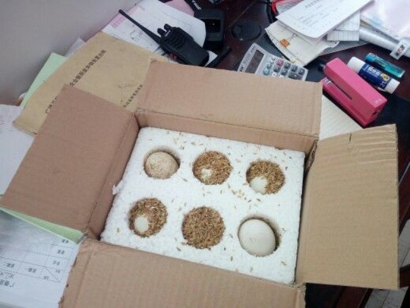 【鹅蛋】新鲜土鹅蛋农家散养去胎毒【商超品质】