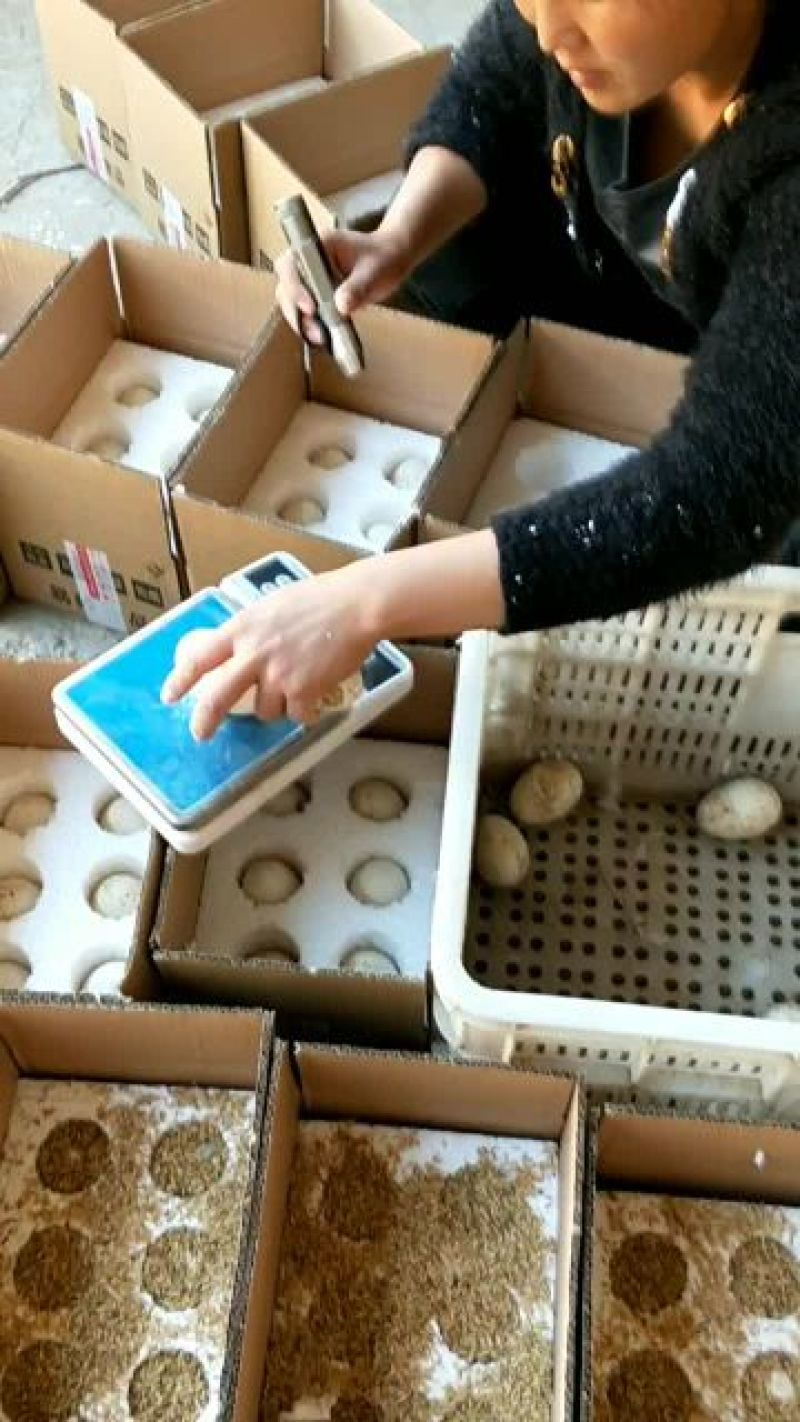 【鹅蛋】新鲜土鹅蛋农家散养去胎毒【商超品质】