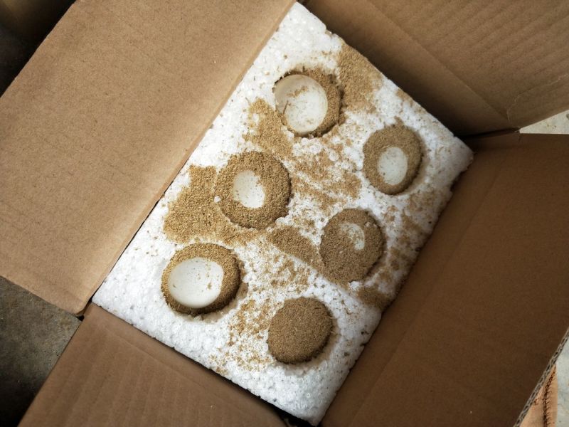 【鹅蛋】新鲜土鹅蛋农家散养去胎毒【商超品质】