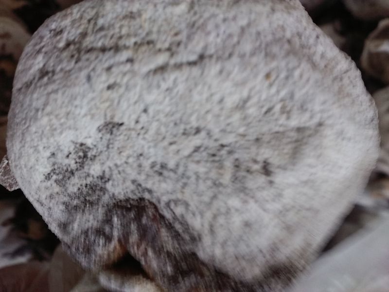 柿饼1两以下