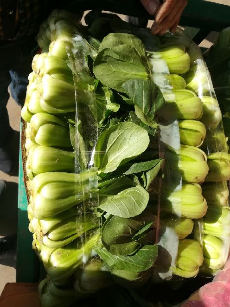 【精品】上海青小油菜基地直销质保价优地里散装现采现发