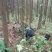 原生态放养土山羊种母羊青年种母羊怀孕母羊