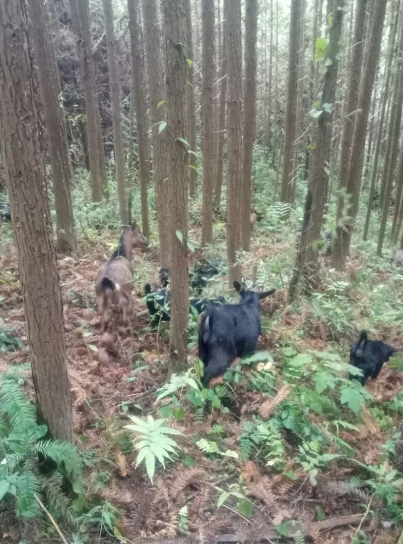 原生态放养土山羊种母羊青年种母羊怀孕母羊