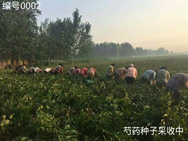 芍药2cm以下0.5米以下