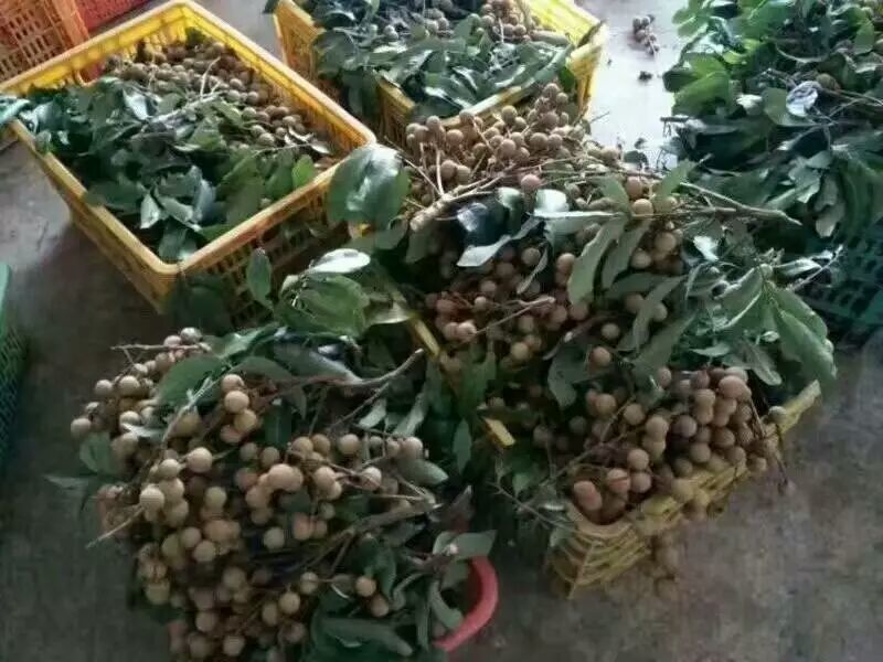 精选桂圆干500g包邮莆田桂圆干龙眼干农家特产
