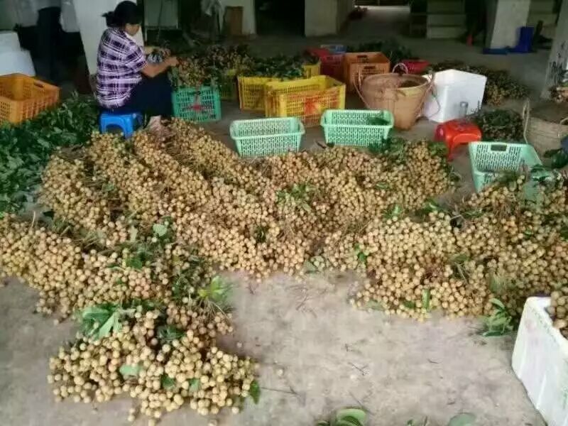 精选桂圆干500g包邮莆田桂圆干龙眼干农家特产