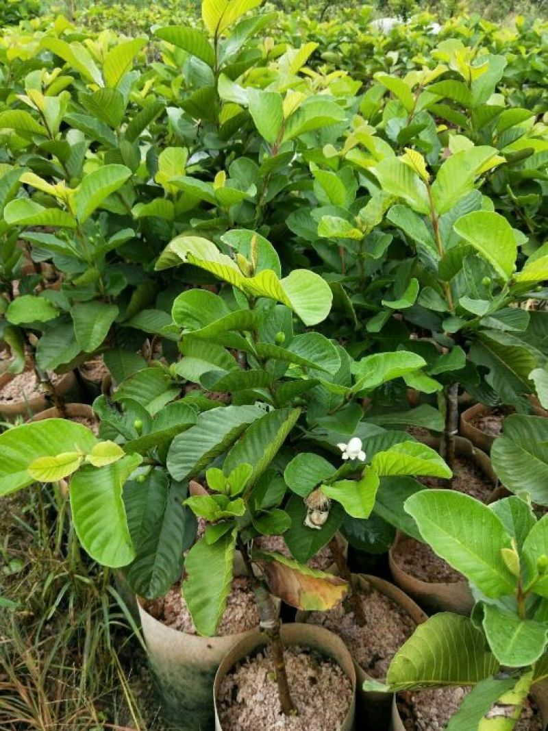 红宝石芭乐苗红宝石芭乐番石榴苗