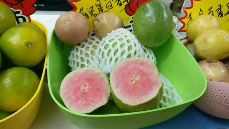 红宝石芭乐苗红宝石芭乐番石榴苗