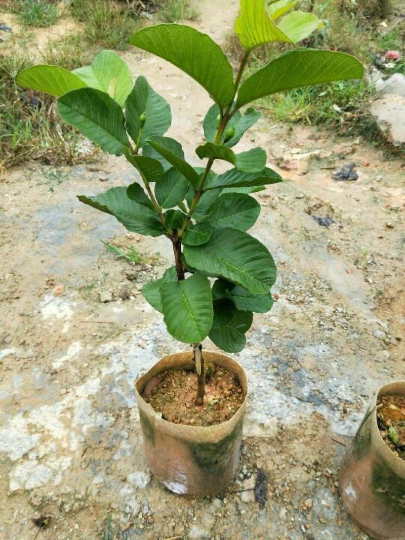 红宝石芭乐苗红宝石芭乐番石榴苗
