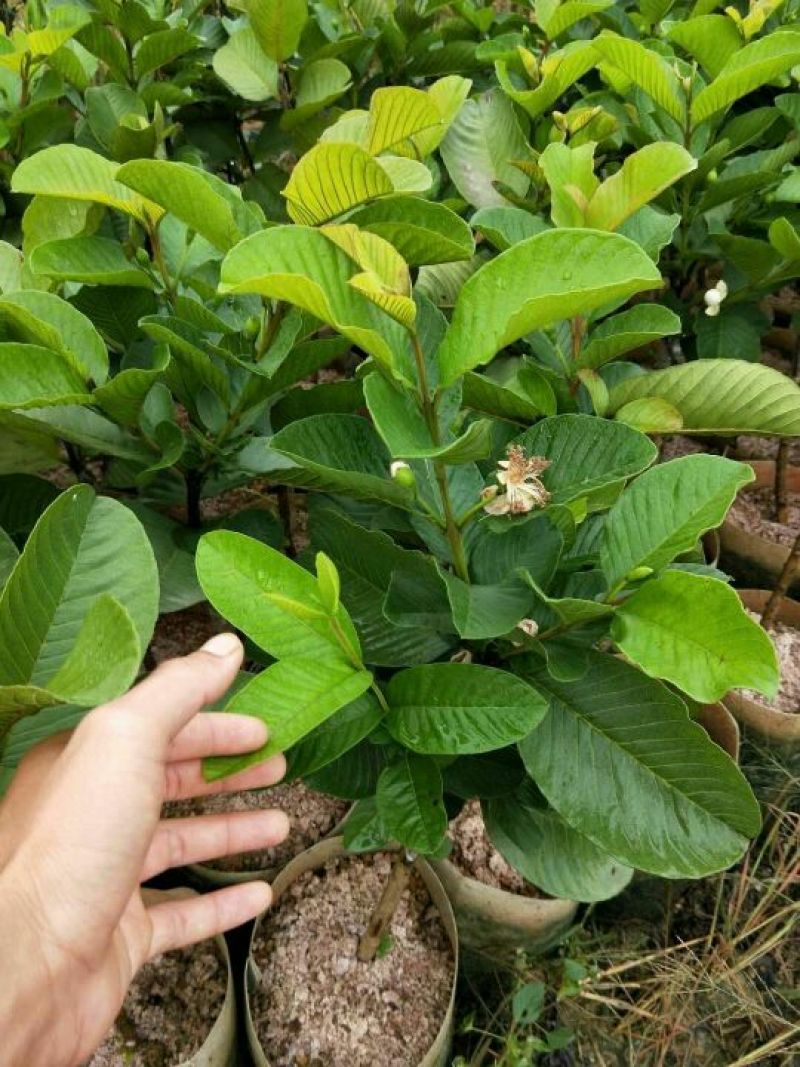 红宝石芭乐苗红宝石芭乐番石榴苗
