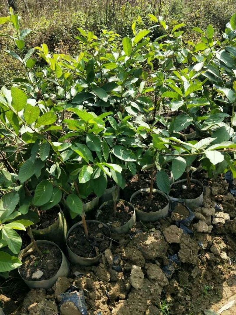 番石榴苗50~80cm