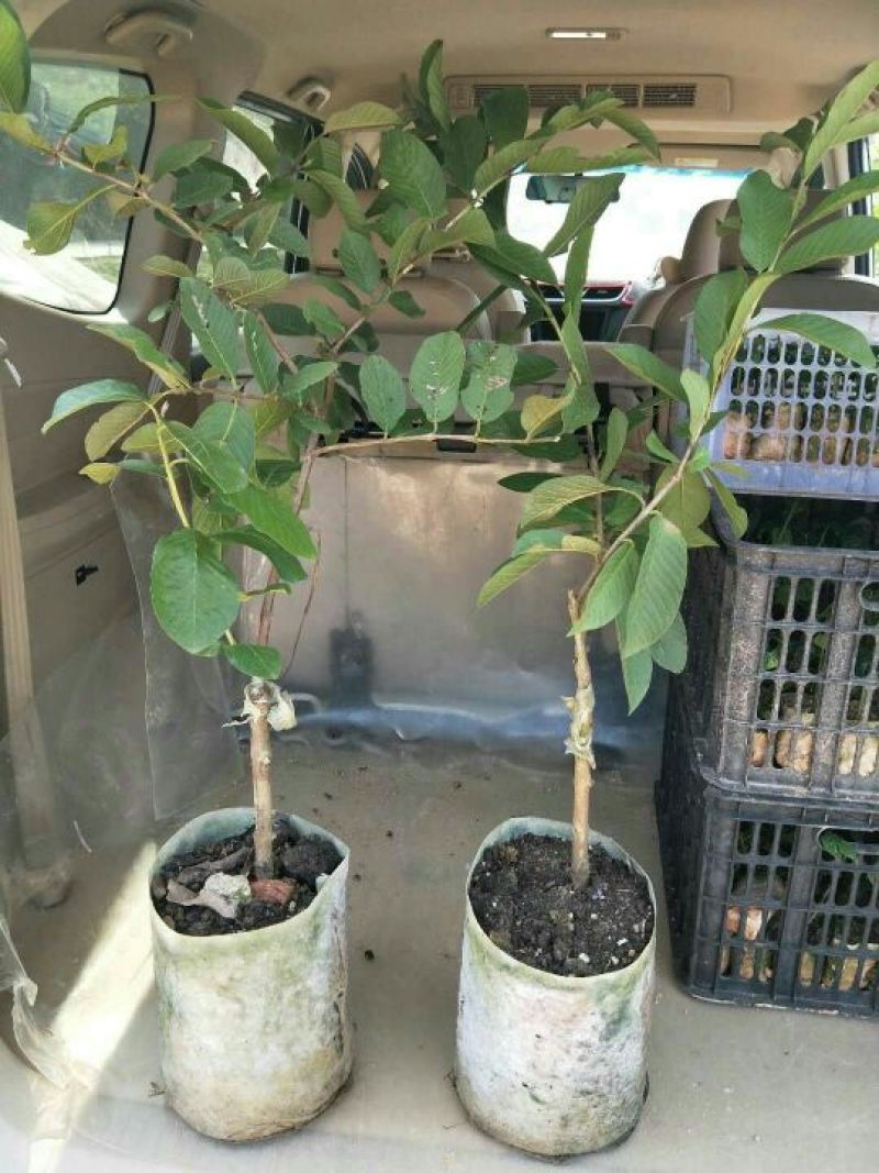 番石榴苗50~80cm