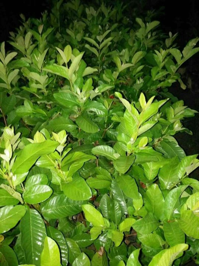 番石榴苗50~80cm