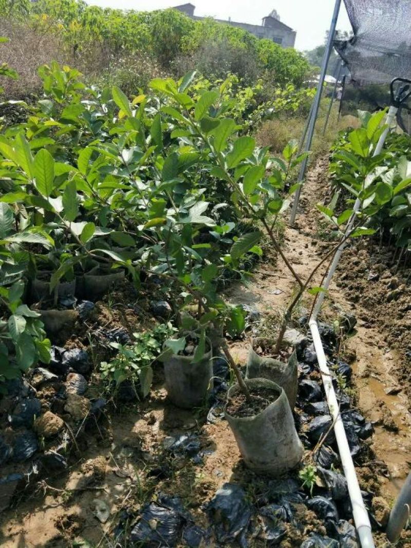 番石榴苗50~80cm